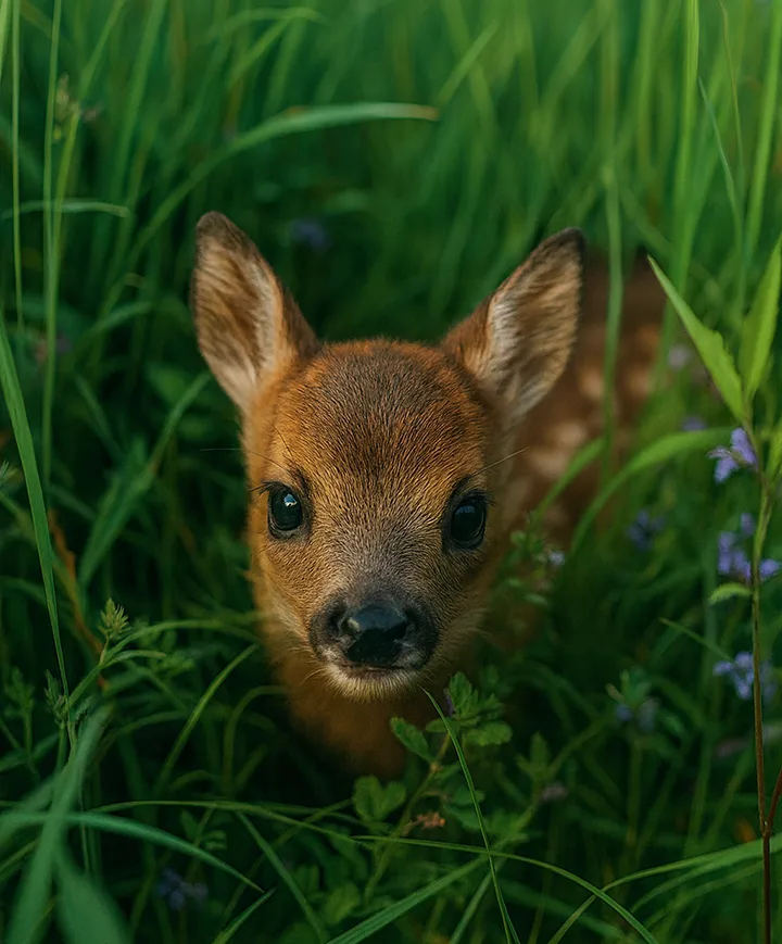Nachhaltiges-DAH_Wildtierhilfe Münsterland zu Besuch